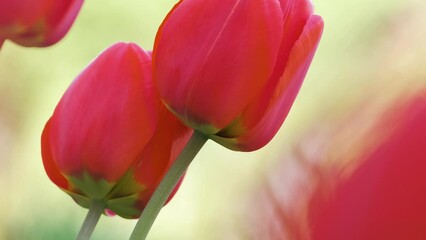 Wall Mural - Bright red tulip flowers blooming on outdoor flowerbed on sunny spring day