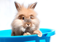 Peach Red Rabbit Sits In A Blue Basin On A White Background. Pet Wash Banner For Pet Shop, Grooming Salon.