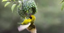 Slow Motion.Close-up.Southern Masked Weaver Bird Displaying To Attract A Female To His New Nest Home 