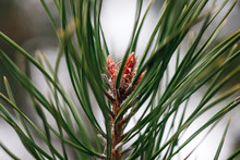 Closeup Of Young Coin Buds On Pine Tree In Spring. Pine Branches With Long Green Needles. Season Of Nature Waking Up And Showing Its Beauty. Observing Nature.