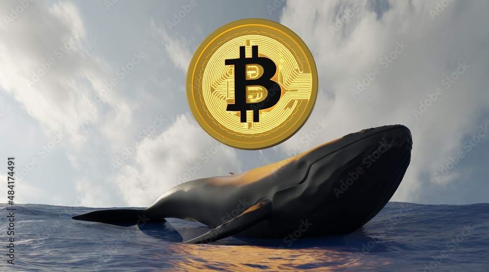Bitcoin whale , whale in ocean and bitcoin . Whale is large investor in the BTC market .3D Rendering.