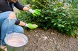 Woman fertilizing flower bed with granulated mineral fertilizers, rose bush with buds.