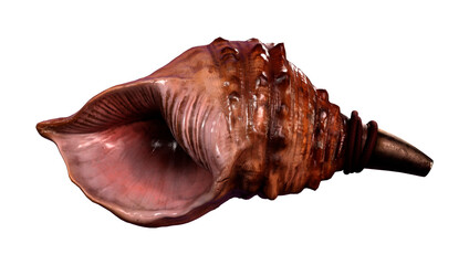 Wall Mural - 3D Rendering Conch on White