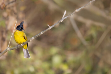 Wall Mural - black-crested bulbul, rubigula flaviventris, uttarakhand, india