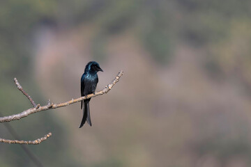Wall Mural - black drongo on tree, dicrurus macrocercus, uttarakhand, india