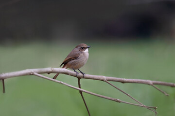 Wall Mural - grey bush chat, saxicola ferreus, female, uttarakhand, india