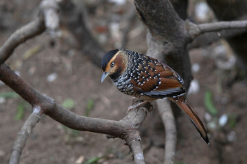 Wall Mural - Spotted Laughingthrush, Ianthocincla ocellata, Nepal