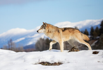 Wall Mural - Tundra Wolf (Canis lupus albus) walking in the winter snow with the mountains in the background