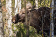 A close-up of a moose living in the wild in Polish forests, a male moose without antlers