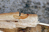 Fototapeta  - Caterpillar Nemapogon granella (European grain worm or European grain moth) in breeding Osmia bicornis, synonym Osmia rufa, is a species of mason bee, and is known as the red mason bee.