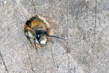 Wild Bee Osmia Bicornis (Osmia Rufa) Is A Species Of Mason Bee, And Is Known As The Red Mason Bee. 