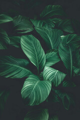 Wall Mural - abstract green leaf texture, nature background, tropical leaf
