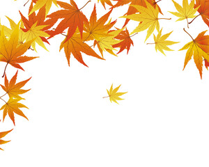 Wall Mural - Maple Autumn Banner