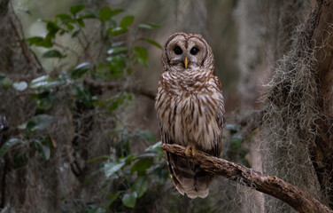 Wall Mural - A barred owl in Florida 