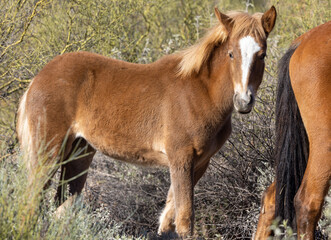 Poster - Cute Wild Horse Foal in the Arizona Desert