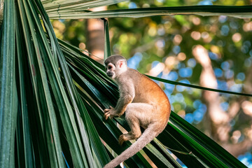 Poster - A close-up shot of a Saimiri climbed on a tropical plant.