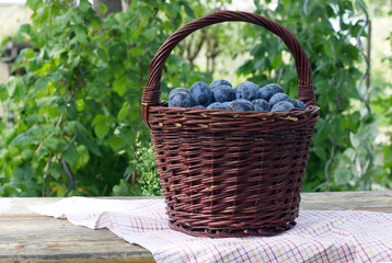 Wall Mural - Wooden basket of garden plums on a wooden table with a tablecloth.