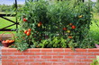 Tomatoes harvesting. Raised beds gardening in an urban garden growing plants herbs spices berries and vegetables. A modern vegetable garden with raised bricks beds
