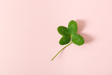 A Four Leaf Clover On Pink Background. Good For Luck Or St. Patrick's Day. Shamrock, Symbol Of Fortune, Happiness And Success. Dreams Come True. Copy Space