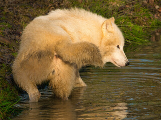 Sticker - Loup blanc