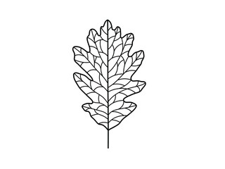 Vector isolated oak leaf cells colorless black and white contour line drawing