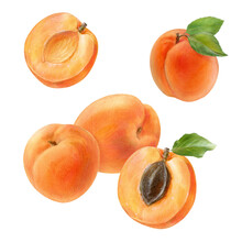 Ripe Apricots With Leaves, Watercolor Illustration Set