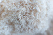 Hericium erinaceus or Lions mane mushrooms on a plate with Chinese sticks.