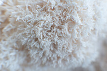 Hericium Erinaceus Or Lions Mane Mushrooms On A Plate With Chinese Sticks.