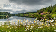 Wildflower Daisies On The Banks Of Kennick Reservoir In Dartmoor National Park In Summer, Devon, England