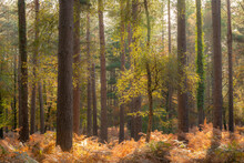 Sunny Autumn Woodland Scene, New Forest, Hampshire, England