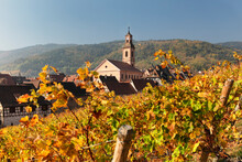 Riquewhir In Autumn, Alsace, Alsatian Wine Route, Haut-Rhin, France