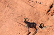 A pair of desert bighorn sheep against a backdrop of red sandstone with plenty of negative space for text. 
