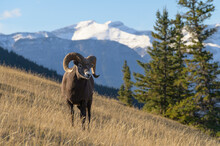 Rocky Mountain Bighorn Sheep Ram (Ovis Canadensis), Jasper National Park, UNESCO World Heritage Site, Alberta, Canadian Rockies