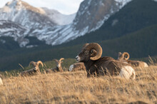 Rocky Mountain Bighorn Sheep Rams (Ovis Canadensis), Jasper National Park, UNESCO World Heritage Site, Alberta, Canadian Rockies