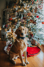 Young Golden Retriever Puppy Sitting In Front Of Christmas Tree