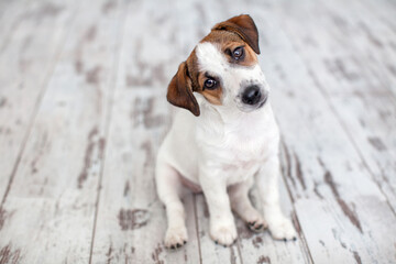 Wall Mural - Puppy sitting on floor