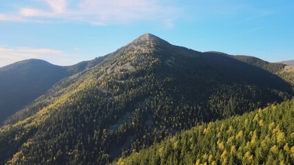 Sticker - Aerial view of high hills with dark pine forest trees at autumn bright day. Amazing scenery of wild mountain woodland