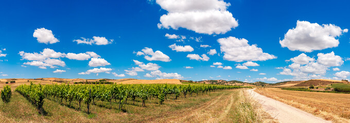 Italia, paesaggio di campagna con strada bianca e vigna 