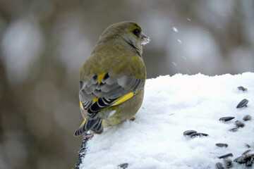 Wall Mural - A portrait of a male greenfinch standing in snow and eating sunflower seeds, blurred background
