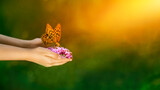 Fototapeta  - motyl na dłoniach w promieniach słońca. Dostojka latonia