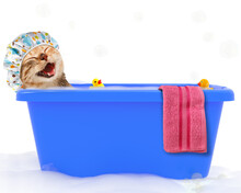 Funny Cat Is Taking A Bath In A Colorful Bathtub With Toy Duck. Happy Cat Loves To Take A Bath.