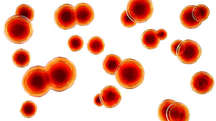 Poster - Blastomyces dermatitidis fungi