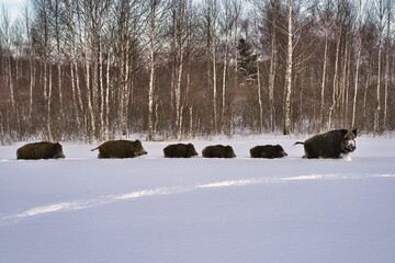 Wild boars in winter in deep snow in search of food