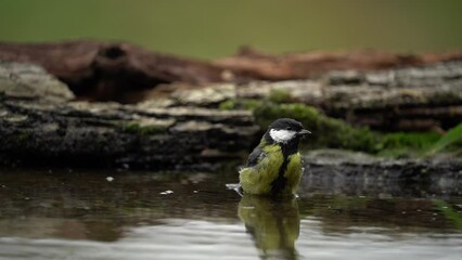 Wall Mural - Song bird bath in the water, autumn wildlife with yellow leaves. Great Tit, Parus major, black and yellow bird in the nature habitat. Tit in the forest. Clean and swim in the water.