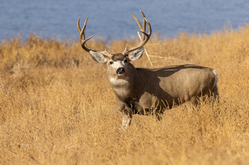 Poster - Mule Deer Buck in Autumn in Colorado