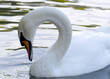 Closeup view of beautiful white swan