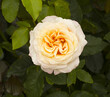 Cream color rose flower