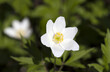 snowdrop white anemone