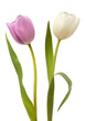 White and pink tulips