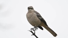  Northern Mockingbird On Branch Closeup.